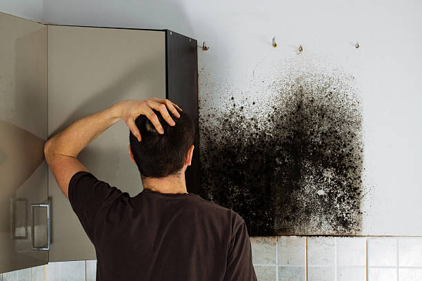Best Residential Mold Remediation in Paola, KS